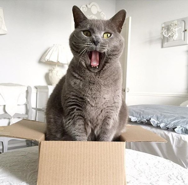 Коты и Кошки