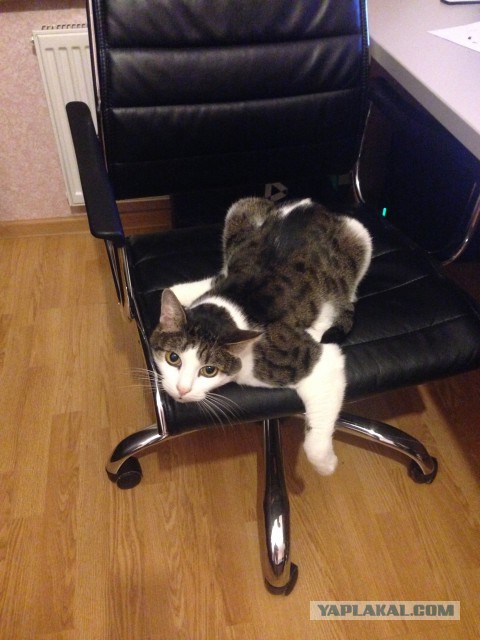 Котовторник  05.12.2017