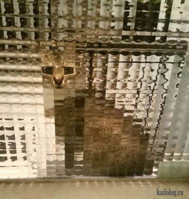 Подборка интересных и веселых картинок 20.02.18