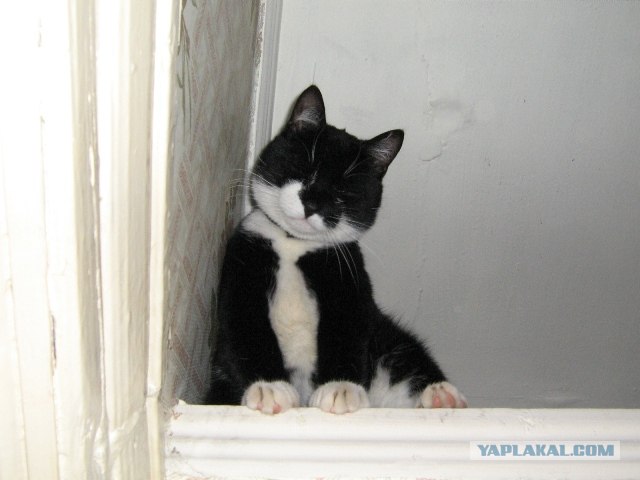 Котовторник на ЯПлакал!