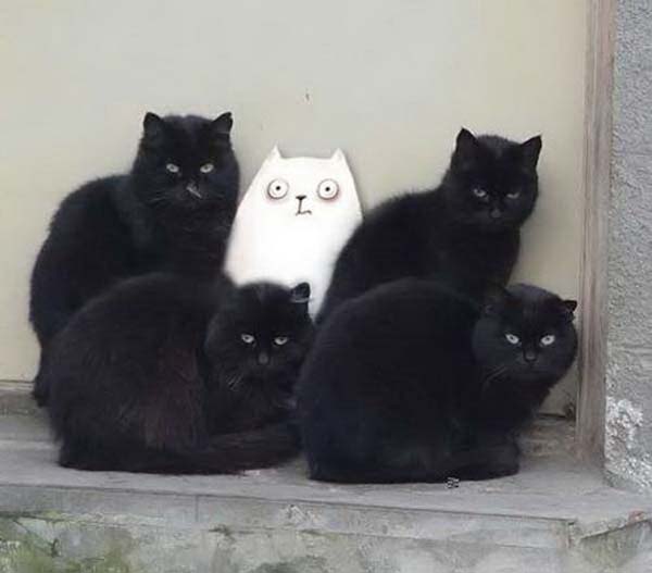 Прикольных котов пост