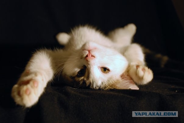 Котовторник на ЯПлакалъ
