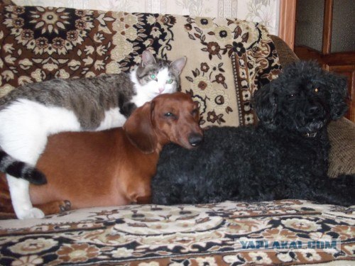 Первый КОТОВТОРНИК 2012