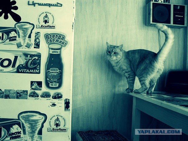 Котовторник 17 января