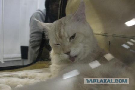 Котовторник 27.03.2012