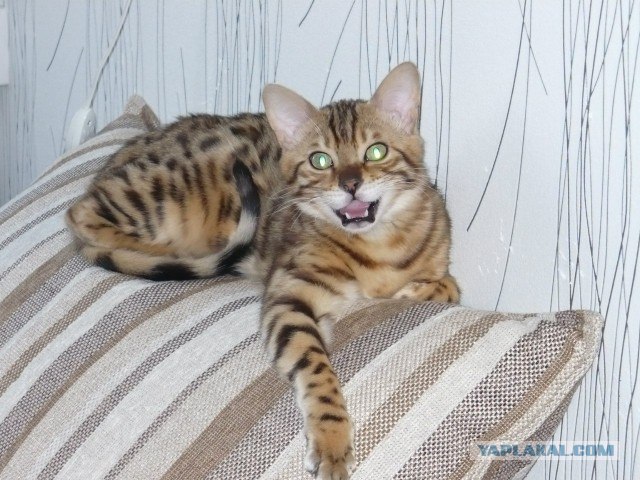 Котовторник (15.05.2012)