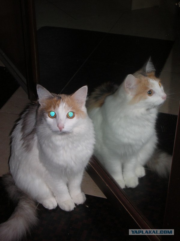 Котонянька и котовторник