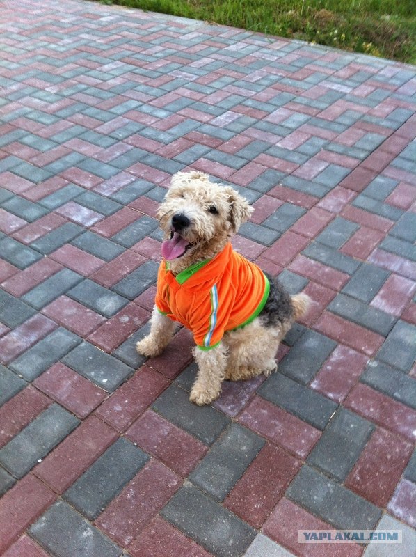 Собака — Улыбака :)