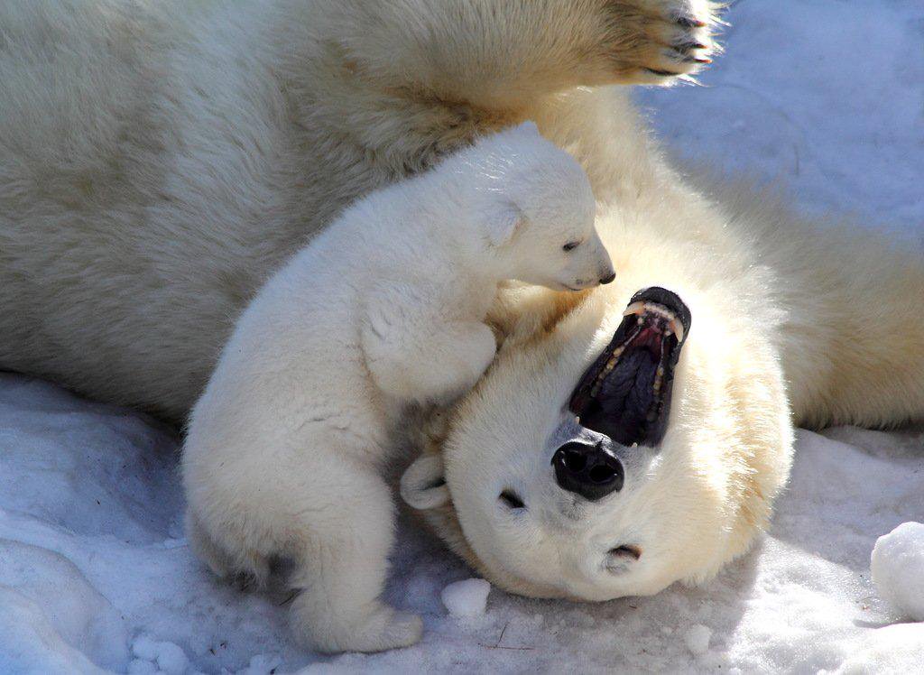 Умка с мамой картинки