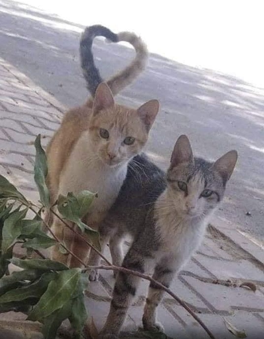 Забавные фото котеек