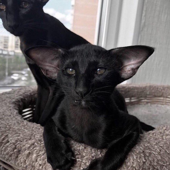 Котовторник! начнем? 04.06.19