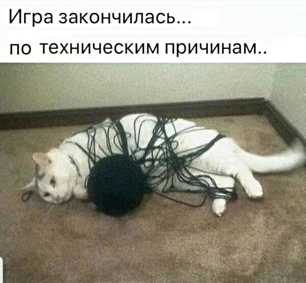Картинки с котами и про котов