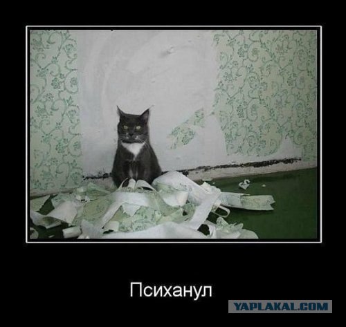 Кот увидел живую рыбу