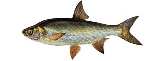 Все из рыбы!