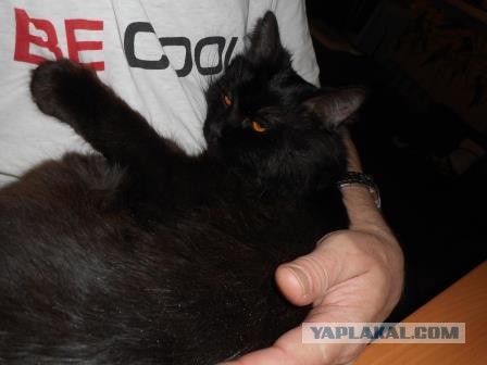 Чёрные коты не такие