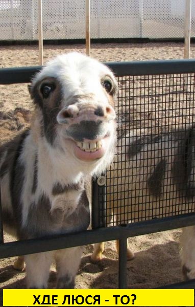 Потрясающая иллюзия с загадками