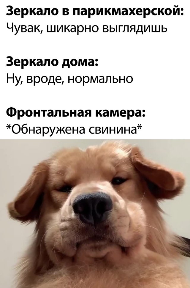 Фарш из баянов