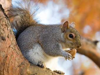 Cпасение крохотного бельчонка.