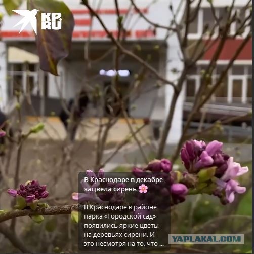 Утренний сюрприз