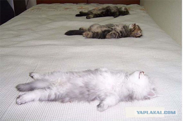 Котовторник 30.04.2013
