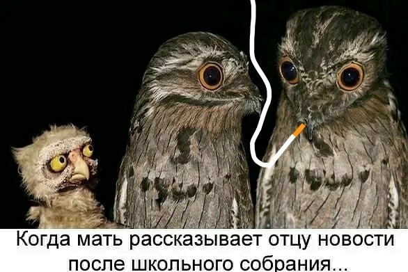 Завалялось тут случайно немного забавных картинок