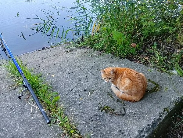 Очумелые Пёрышки