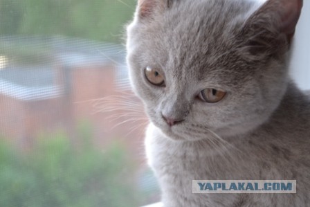 Котовторник 25.06.2013