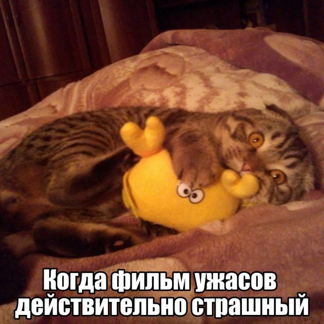 К котовторнику: подборка картинок-баянов с котиками и про котиков. Выпуск 19.