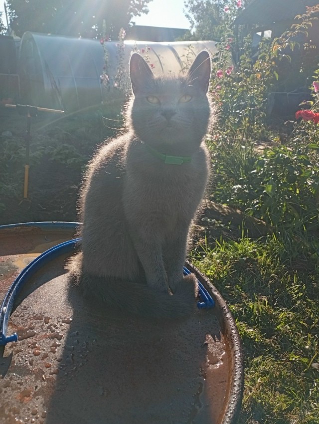 Ну, с котовторником!