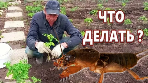Шестидесятые