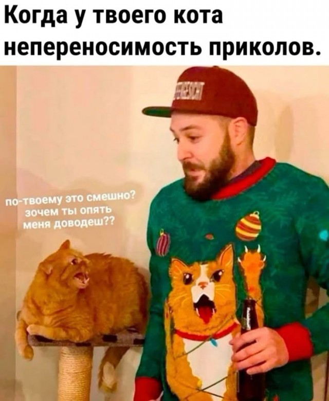 К котовторнику: подборка картинок-баянов с котиками и про котиков. Выпуск 36.