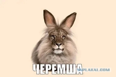 Шутки про СССР и Сикс Севен теперь запрещены в российской школе