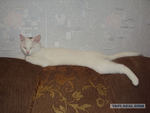 История одного "почти спасения".