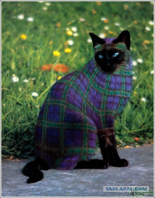 Коты ученых