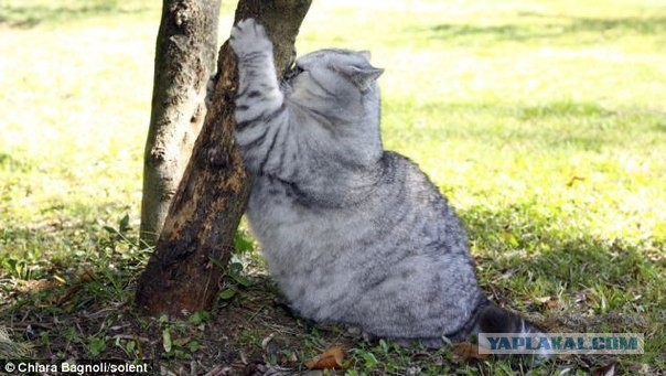 Котовторник 25.02.2014