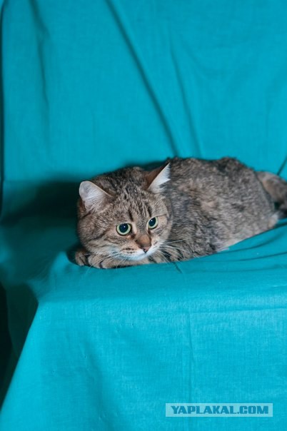 Боитесь взять котенка с улицы или из приюта?