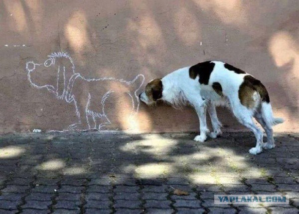 Смешные картинки и комментарии