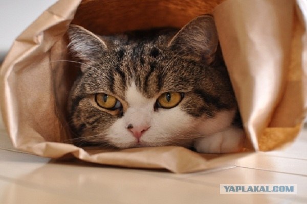 Даже кошки не могут это терпеть
