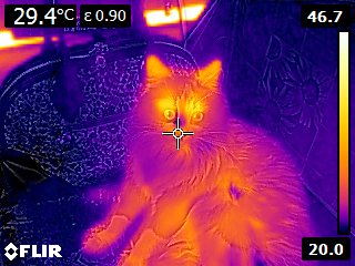 Котовторник