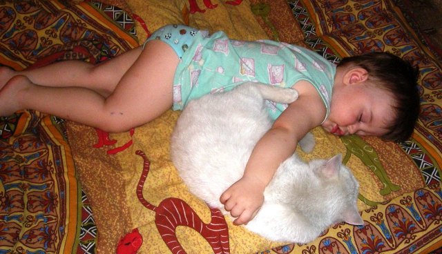 Моим котам