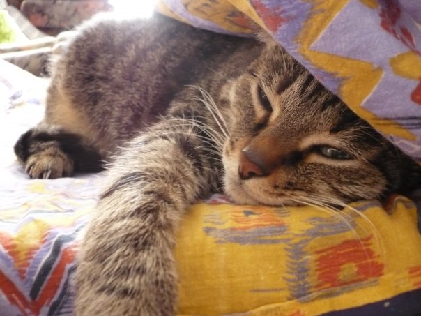 Перепись котопузов открыта=)