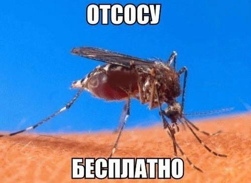 Отсосу бесплатно