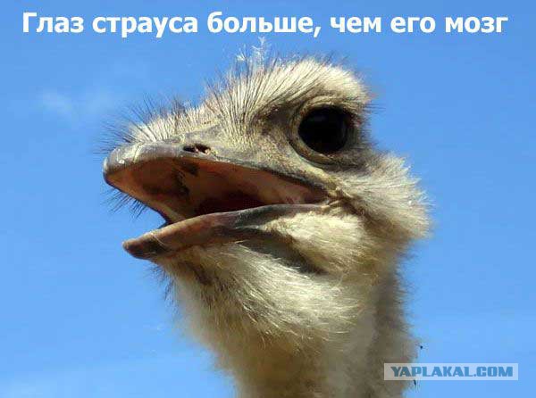 Интересные факты о разном