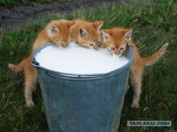 Котовторник   02.06.2015