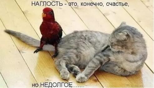 Известные котомемы.