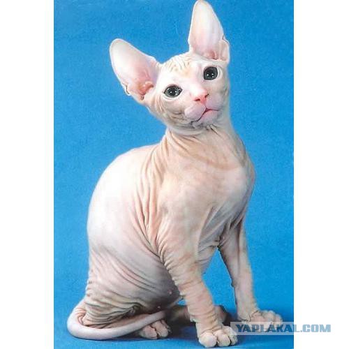 Хоть и не котовторник