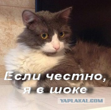 Встретил унылого кота