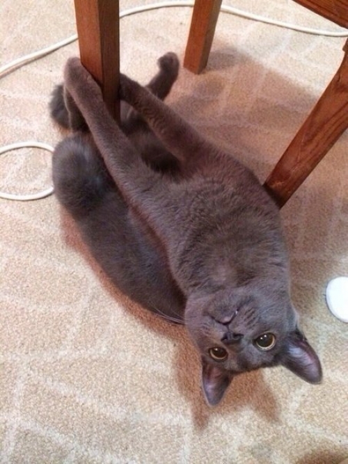 Котовторник