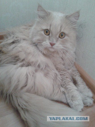 Котовторник 13.10.2015