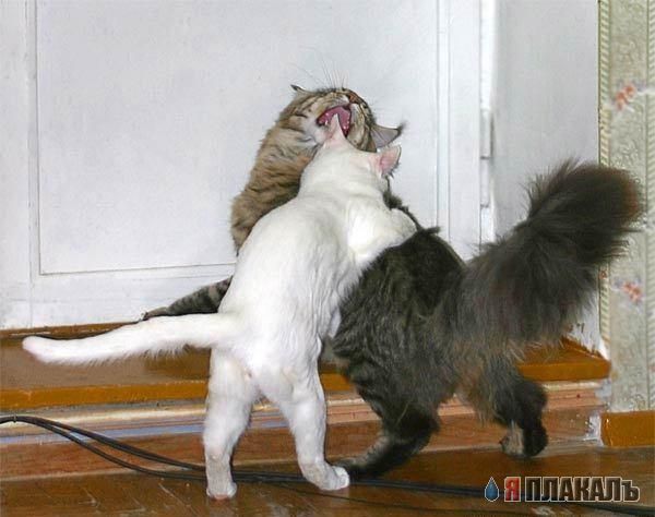 Коты, кошки, котята
